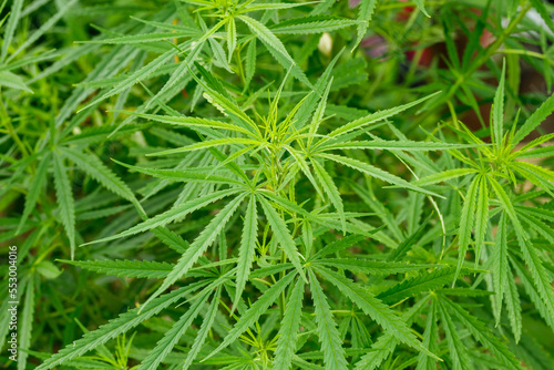 Young sprouts of marijuana plants growing in the garden