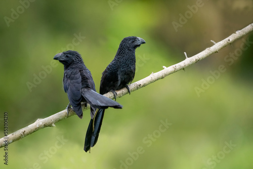 A Smooth-billed Ani at Pouso Alegre Lodge, Northern Pantanal, Mato Grosso State, Brazil