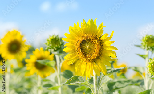 Sunflowers in fields blooming and waiting to be harvested, flowers shine brightly in the sun, sunflower plants are popular rural farms