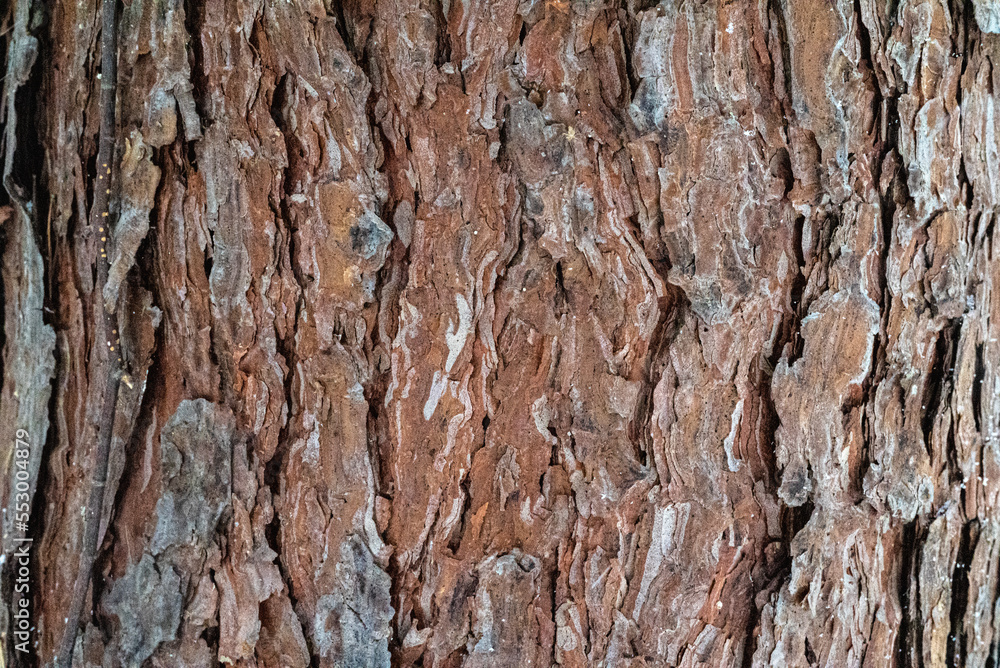old wood texture old wood texture