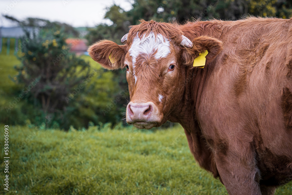 The Limousin brown cow, French breed of beef cattle. The Limousin brown cow, French breed of beef cattle.