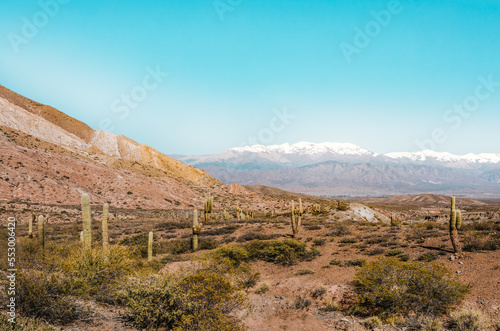 Beautiful scenery with cardon cactus and snowy mountains in Los Cardones National park, Cachi, Salta, Argentina. photo
