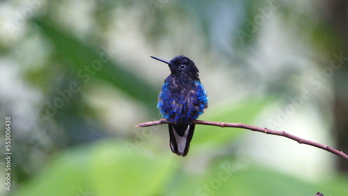 Velvet Purple Coronet (Boissonneaua jardini) hummingbird perched on a twig in Mindo, Ecuador photo