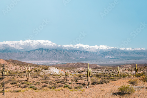 Beautiful landscape with cardon cactus and snowy mountains in Los Cardones National park, Cachi, Salta, Argentina.