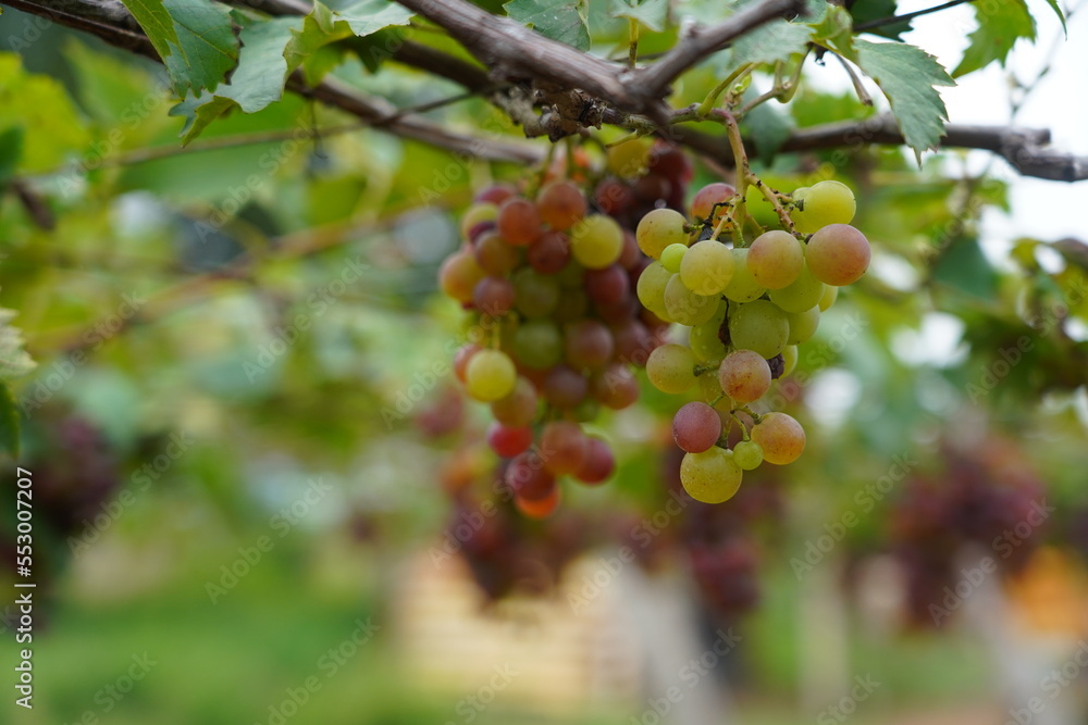 ripe grapes hanging in a vineyard 