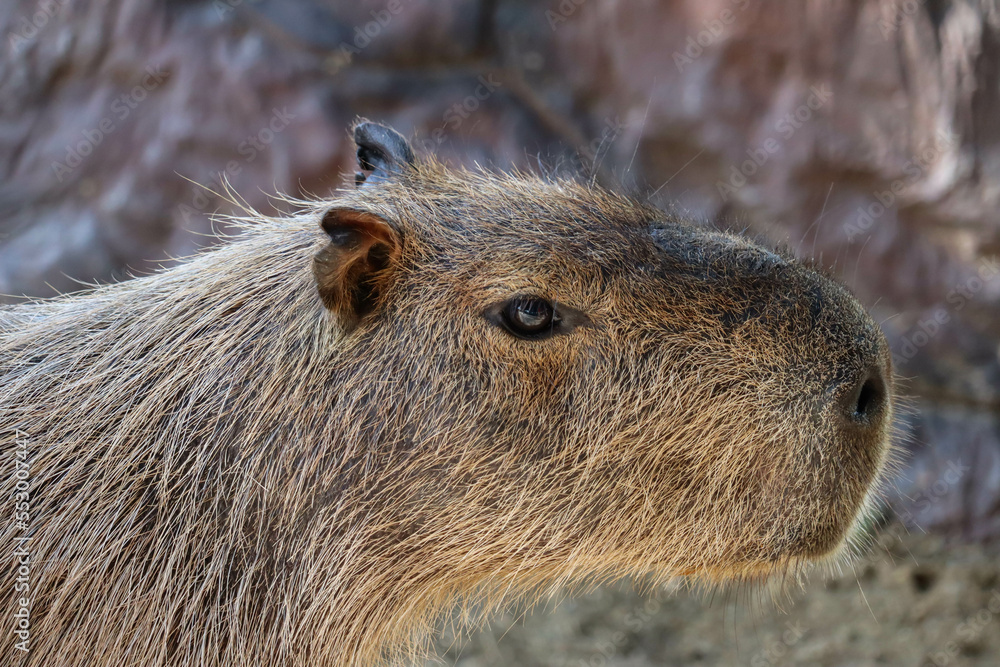 Capybara lying on grass ground / Sleeping capybaras on summer day in the capybara farm Capybara lying on grass ground / Sleeping capybaras on summer day in the capybara farm