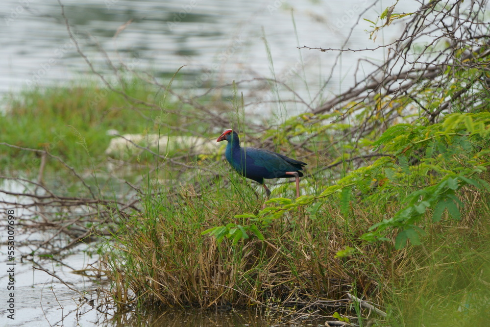 beautiful picture of Purple Moorehen beautiful picture of Purple Moorehen