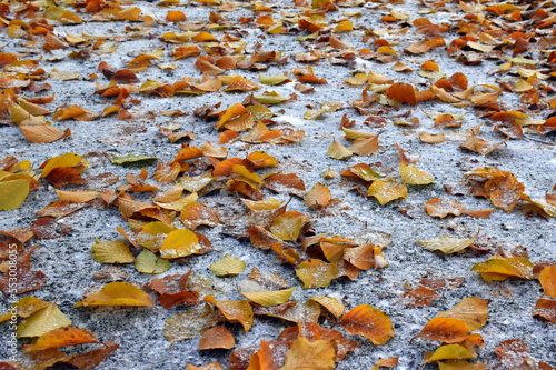 Herbstlaub auf gefrorenem Boden photo