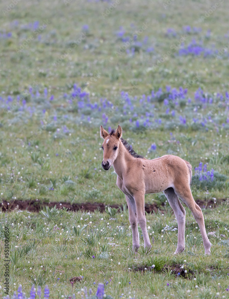 Wild Horse Foal in the Pryor Mountains Montana in Summer Wild Horse Foal in the Pryor Mountains Montana in Summer
