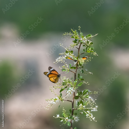 tawny coster, Acraea terpsicore, beautiful butterfly in India
 photo