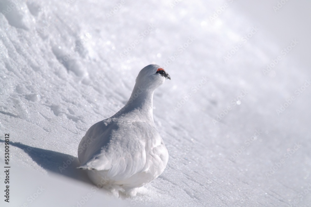 Fototapeta premium a Rock Ptarmigan, lagopus muta, male on the snow capped alps at a sunny winter day
