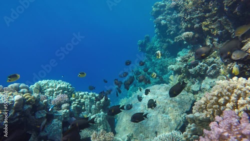 Wallpaper Mural Coral reef. The marine life of tropical fish. Video under water. Torontodigital.ca
