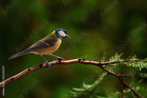 Great tit, Parus major, sitting on a branch.