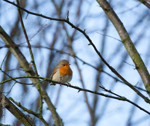 Robin perched on a tree branch with sky background © Franz