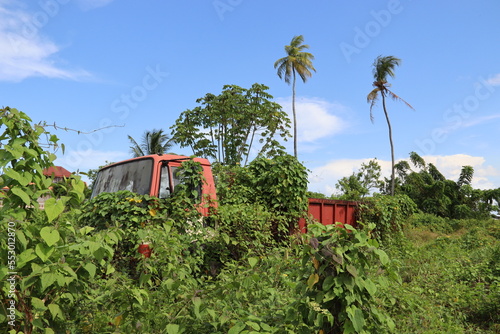 Nieuw Amsterdam, Guyana. 17-10-2022. An almost totaly overgrown red truck. Nature is fighting back. photo