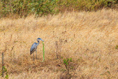Schilderij op canvas Black-headed heron (Ardea melanocephala) eating eastern green mamba (Dendroaspis