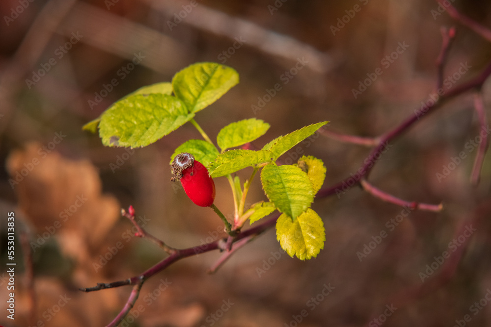 close up of a currant close up of a currant