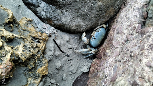 crab stuck between the rocks on the shore of an island with a beach