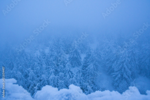 snow covered trees © MiR