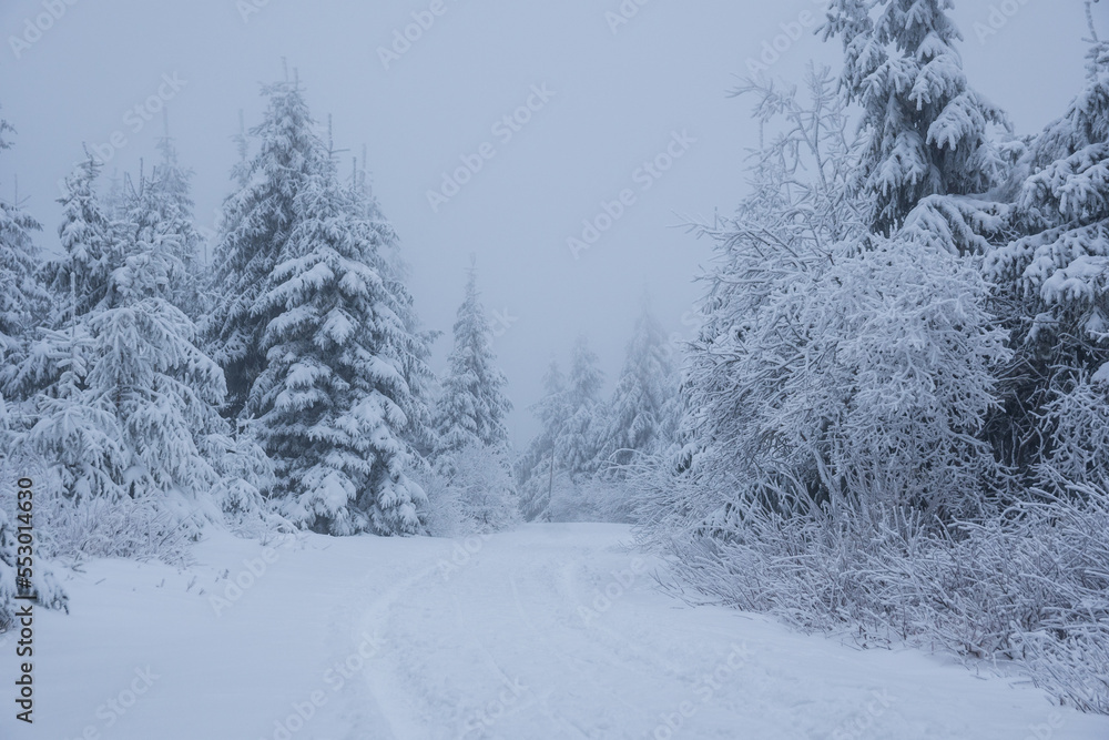 Obraz premium winter road in the forest