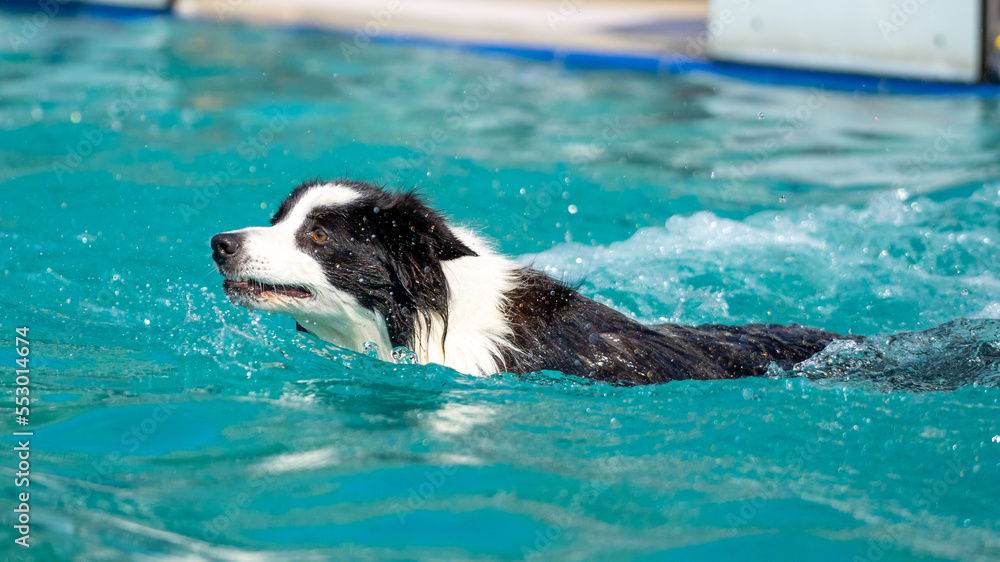 Canine dog swimming in the pool on a sunny day Canine dog swimming in the pool on a sunny day