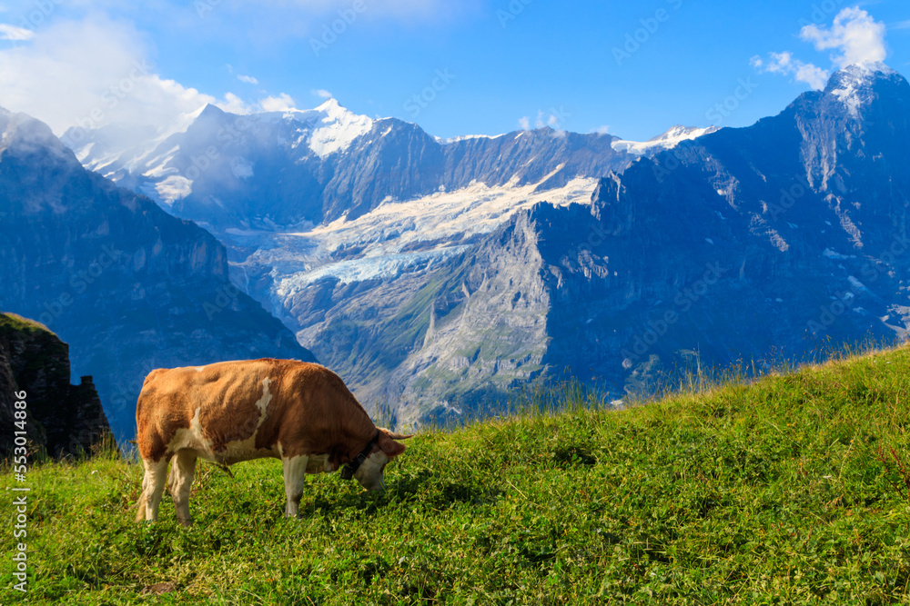 Cow grazing on an alpine meadow on First Mountain high above Grindelwald, Switzerland