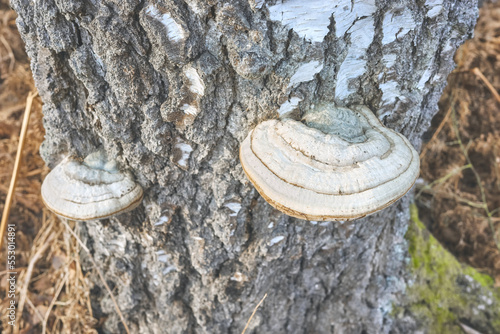 Close up picture of polypores growing on a birch trunk, selective focus.