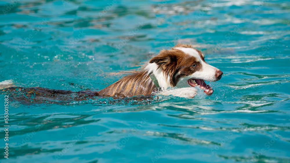 Canine dog swimming in the pool on a sunny day Canine dog swimming in the pool on a sunny day
