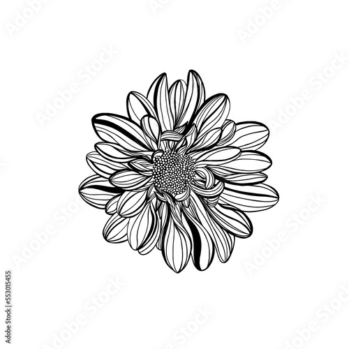Black and white line illustration of daisy flowers on a white background. Flo...