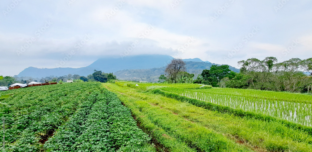 View of the beautiful rice terrace or paddy fields in rural village in Indonesia. Rice terraces are the common agriculture of the people from tropical countries.