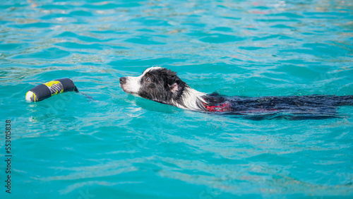 Canvas Print Canine dog swimming in the pool on a sunny day