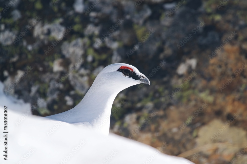 a Rock Ptarmigan, lagopus muta, male on the snow capped alps at a sunny winter day a Rock Ptarmigan, lagopus muta, male on the snow capped alps at a sunny winter day