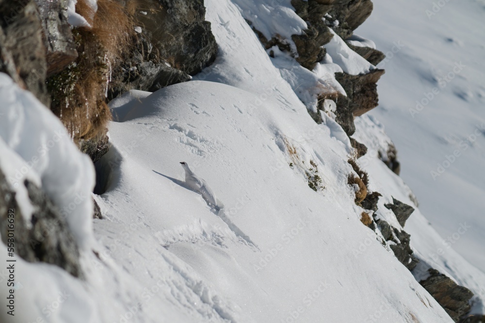 a rock ptarmigan, lagopus muta,  male on the snow capped alps in a rock wall at a sunny winter day