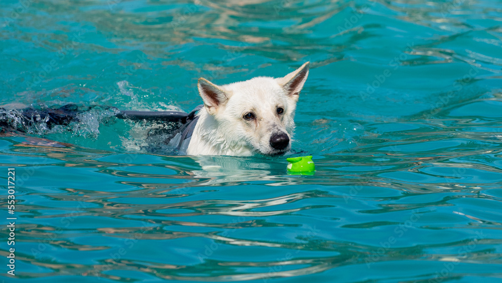 Canine dog swimming in the pool on a sunny day Canine dog swimming in the pool on a sunny day