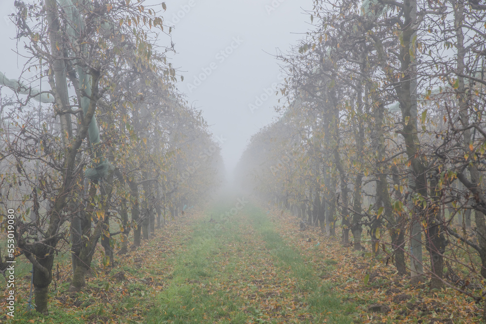 Fototapeta premium La pianura piemontese avvolta nella nebbia