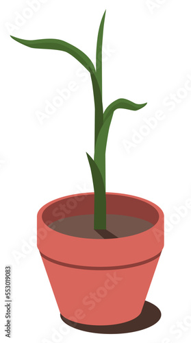 Ginger plant in a terracotta pot