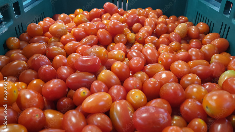 Heap of red tomatoes background in green basket at supermarket. Group of fresh tomatoes. Spot focus Heap of red tomatoes background in green basket at supermarket. Group of fresh tomatoes. Spot focus