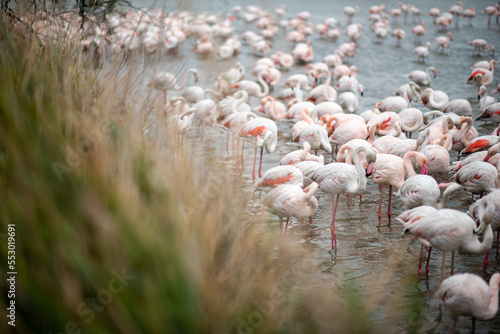 Flamants Rose sauvage, France