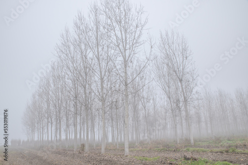 Wallpaper Mural La pianura piemontese avvolta nella nebbia Torontodigital.ca