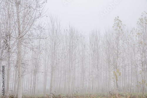 Wallpaper Mural La pianura piemontese avvolta nella nebbia Torontodigital.ca