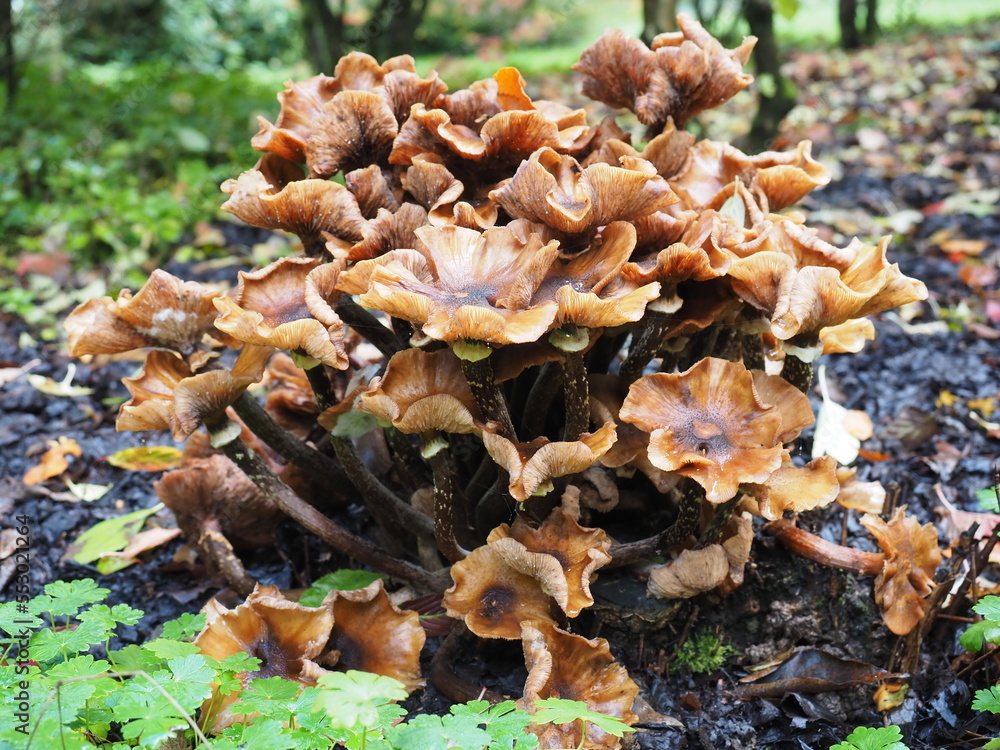 champignon des près champignon des près