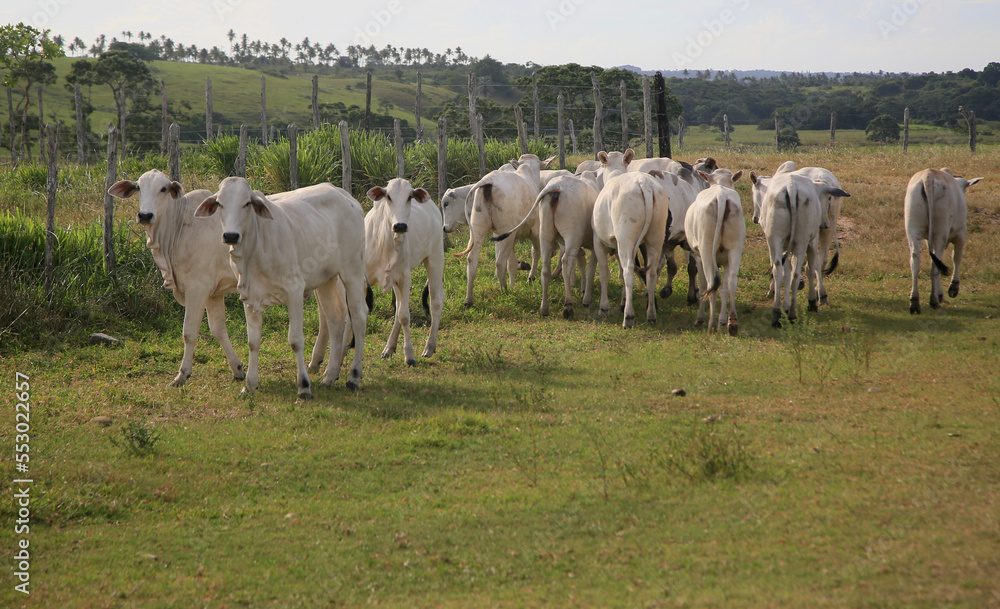 conde, bahia, brasil - january 7, 2022: Cattle are seen in a corral of a farm in the city of Conde. conde, bahia, brasil - january 7, 2022: Cattle are seen in a corral of a farm in the city of Conde.
