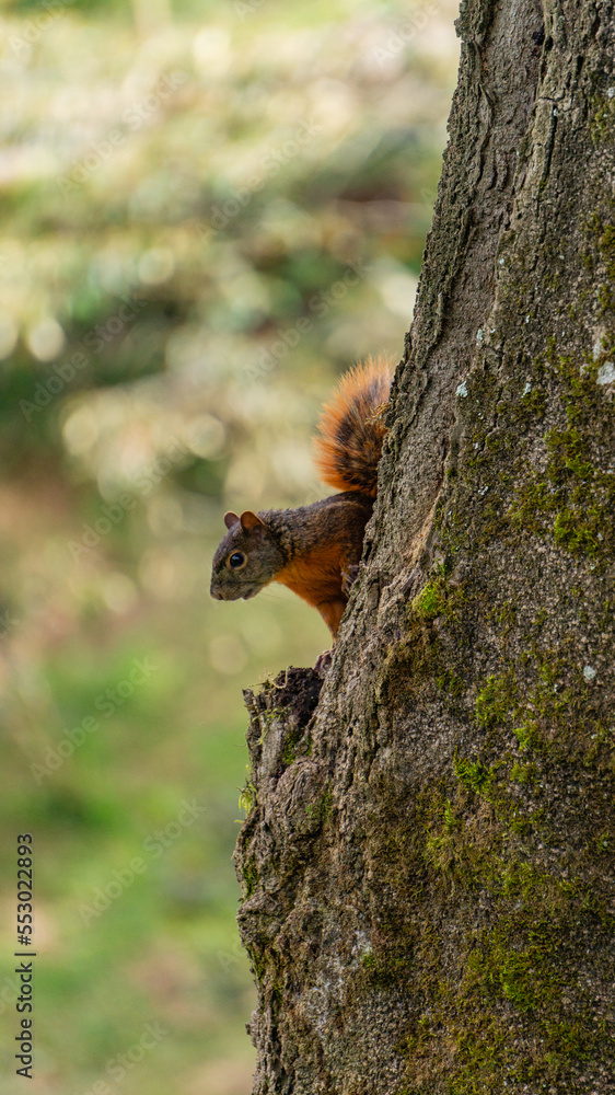 Obraz premium squirrel on tree trunk