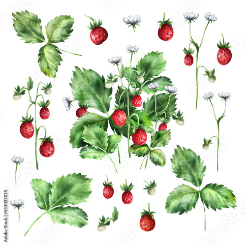 Set of Strawberries watercolor. Hand-drawn watercolour illustration. Fresh red berries.