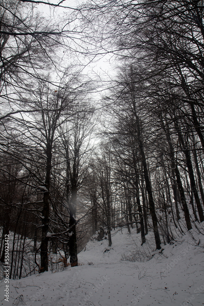 trees in the snow with fog in matese park trees in the snow with fog in matese park