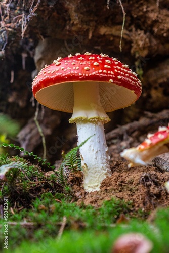 Fliegenpilz