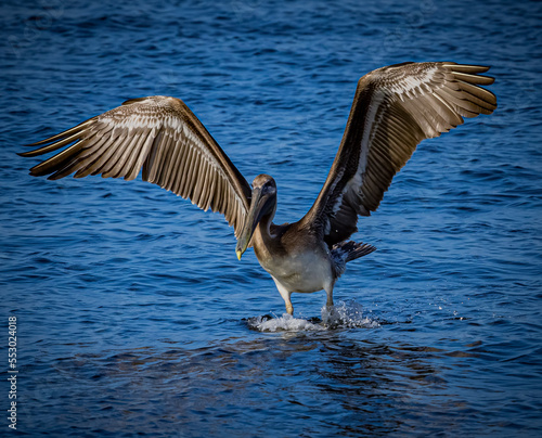 American brown pelican prepares to take off © Jo