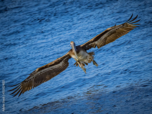 American brown pelican comes in for landing in Florida photo