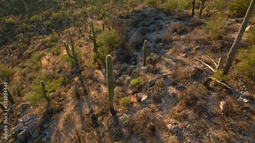 Flight looking down over cactus forest at sunset Flight looking down over cactus forest at sunset