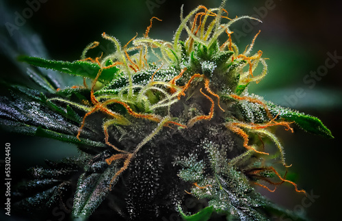 Extreme Macro of Cannabis Flower or Bud - Afghan Kush Strain - flowering week seven.